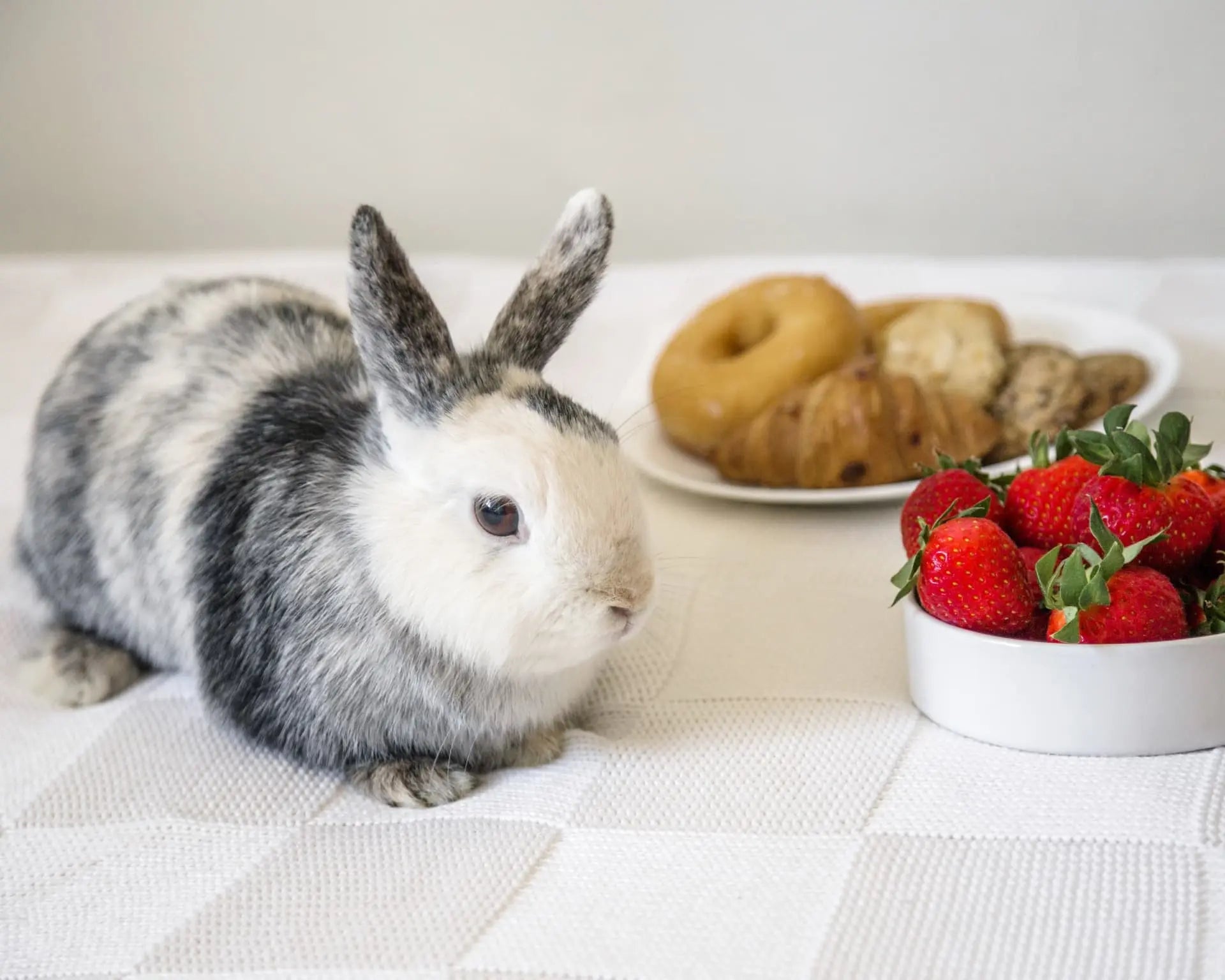 5 Yummy Rabbit Recipes for Happy Hopping Bunnies - coziwow