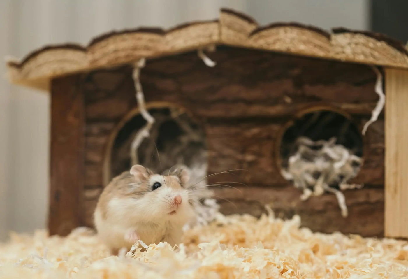 View of How to Create Christmas-Themed Hamster Cages - coziwow