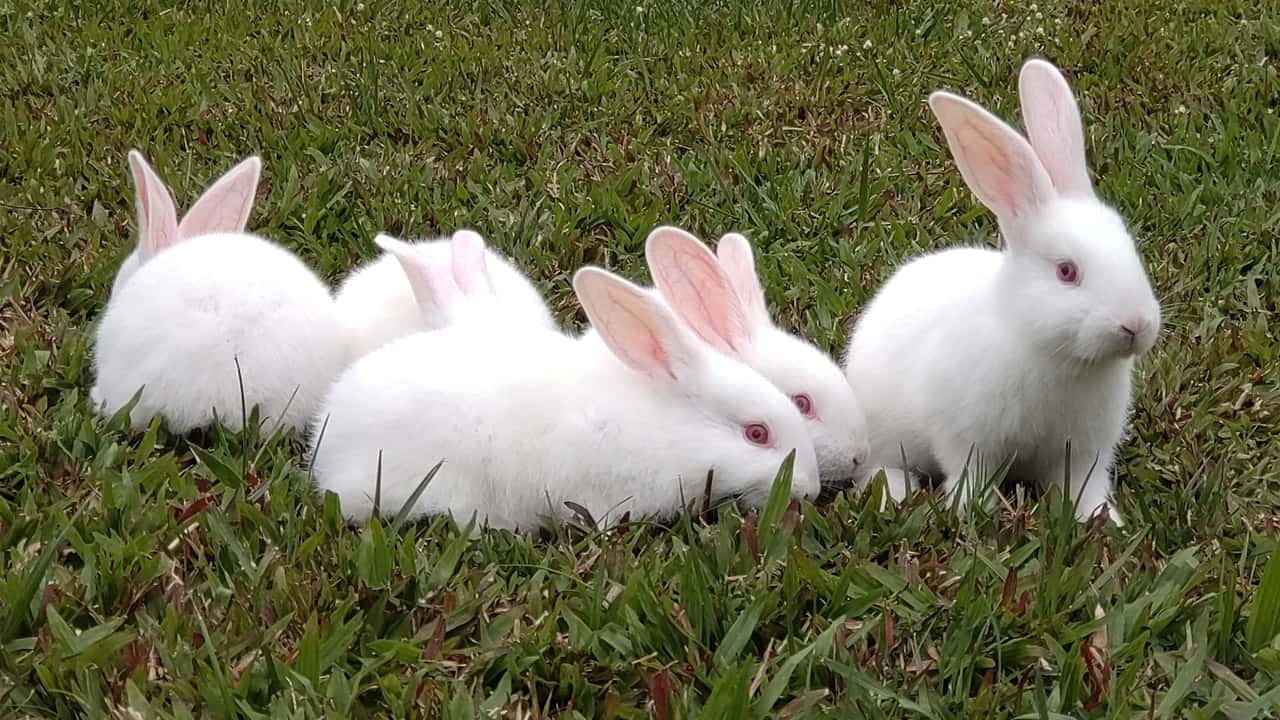 How to Bond Two Rabbits: Tips for a Peaceful Multi-Rabbit Home ...
