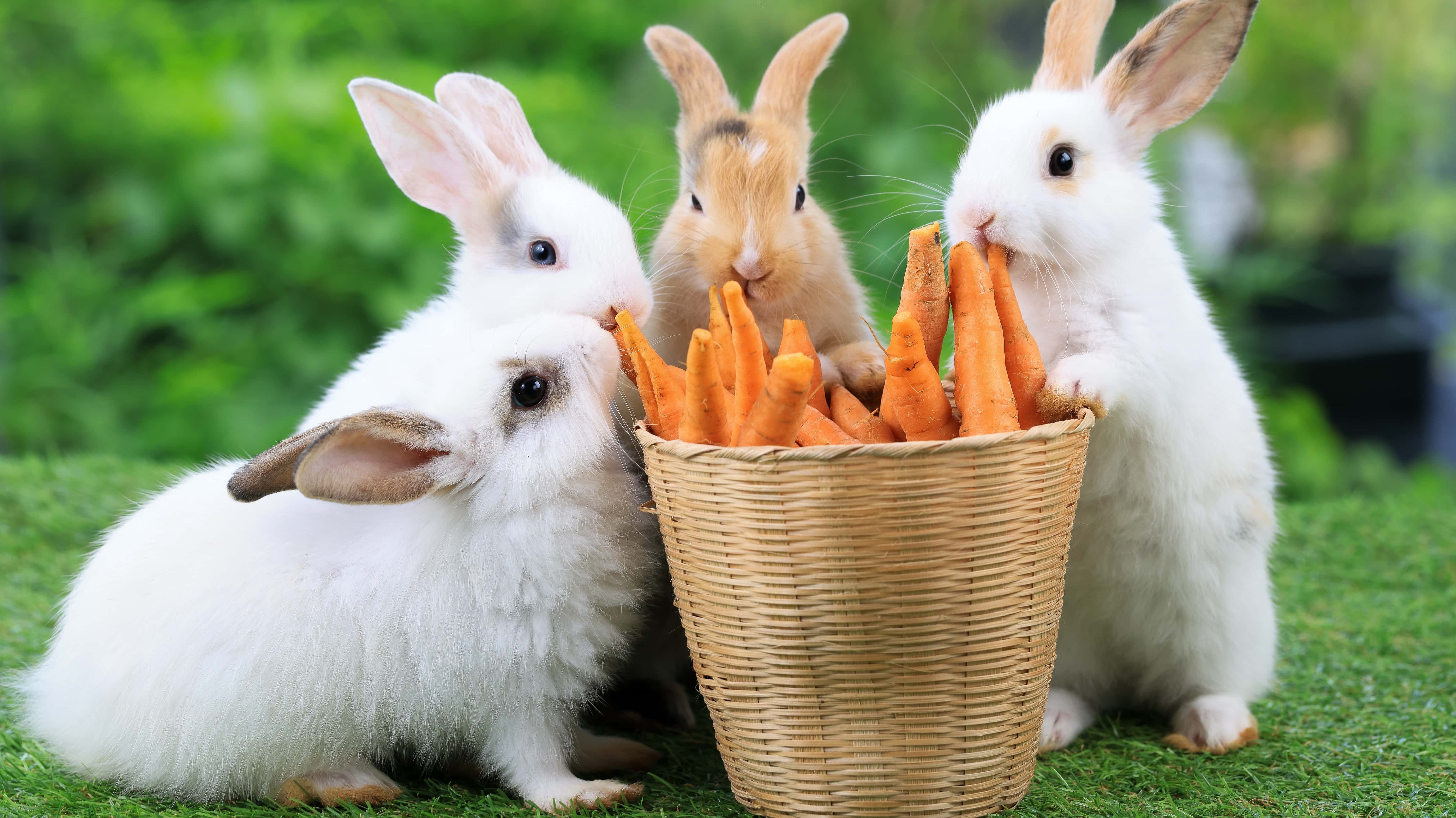 Indoor vs. Outdoor Rabbits: Which Lifestyle Is Right for Your Bunny ...