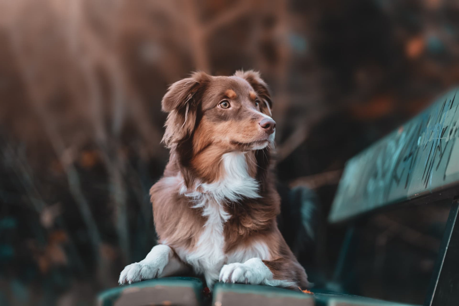 Why Did My Dog Howl Before He Died