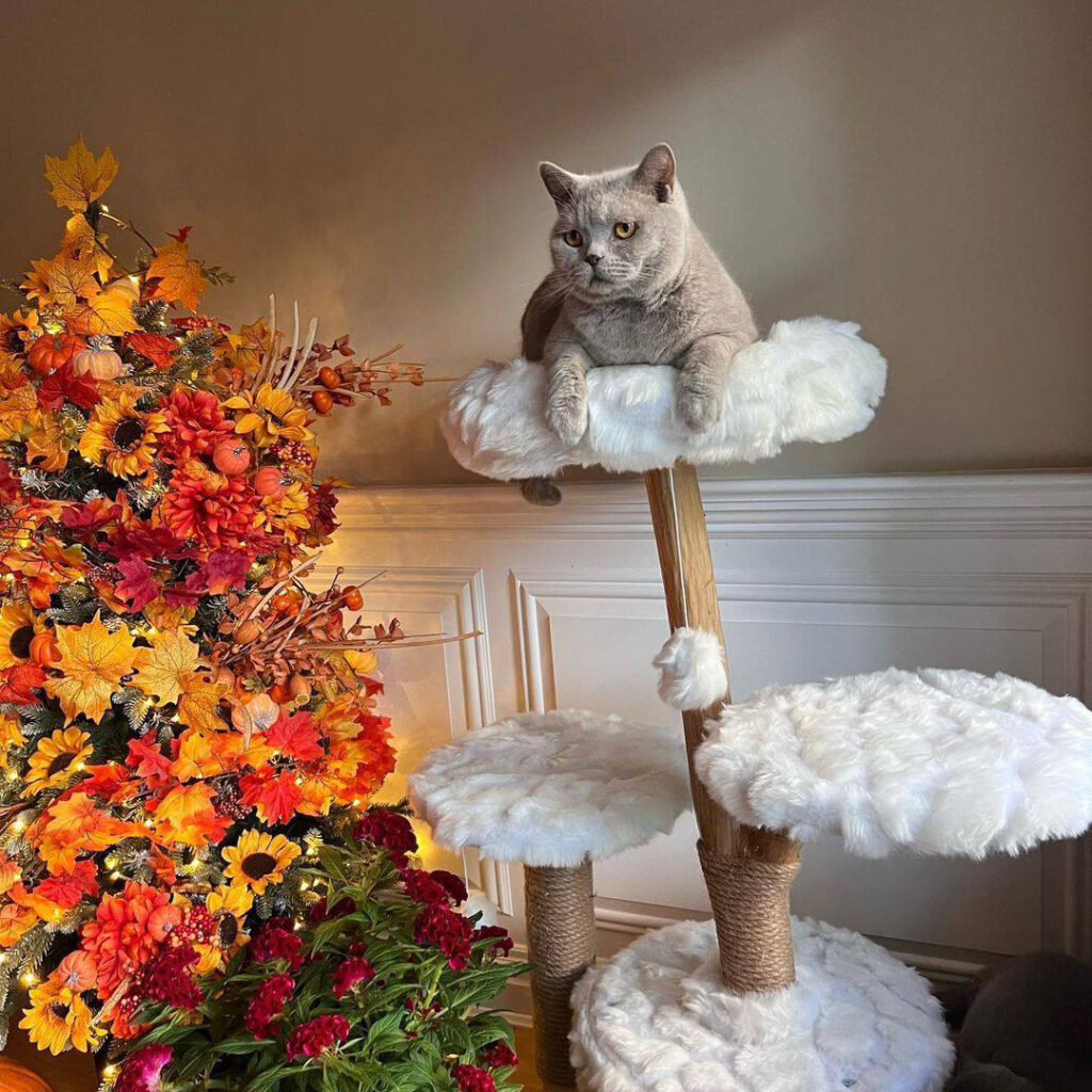 42"H Wood Cat Tree Climber Shelves, Natural Branch Cat Tower with Condo, White 24