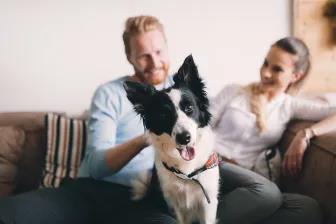 How to help your dog adjust to a new home dfdf Classroom