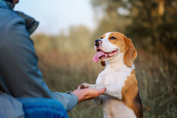 Key Mental Skills for Dog Trainers dfgfg dog care