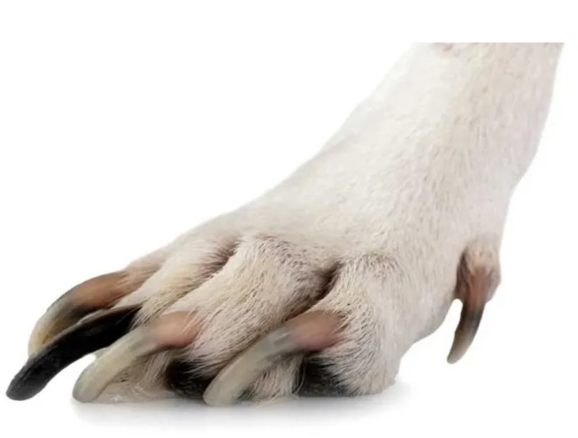 Ways to Tell Your Dog's Nails Are Too Long nail2 Classroom, dog class, dog wellness