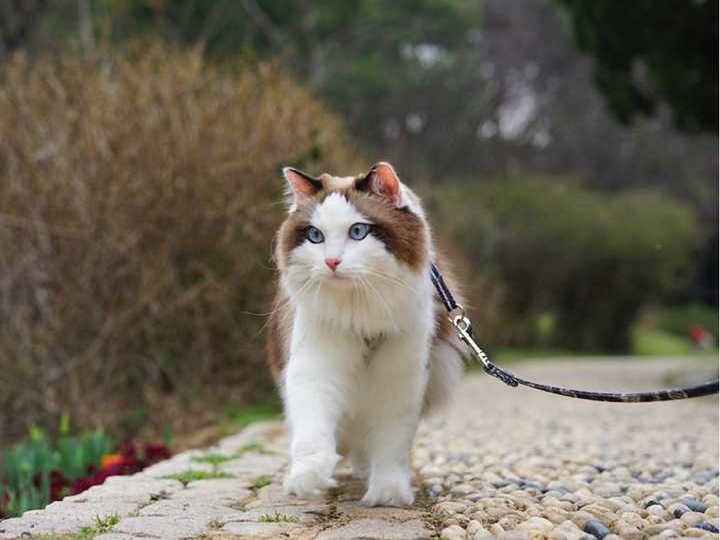 How to Train Your Cat to Walk on a Leash 1 3 Classroom, cat class, cat training