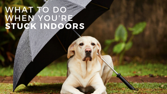 Rainy-Day Activities for Your Dogs 1 5 dog class, dog care