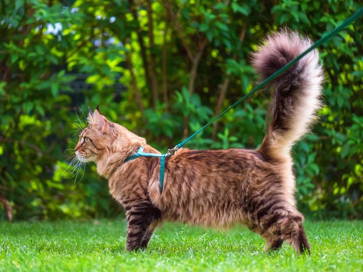 How to Train Your Cat to Walk on a Leash 3 1 cat training