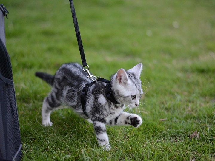 How to Train Your Cat to Walk on a Leash 4 1 Classroom, cat class, cat training