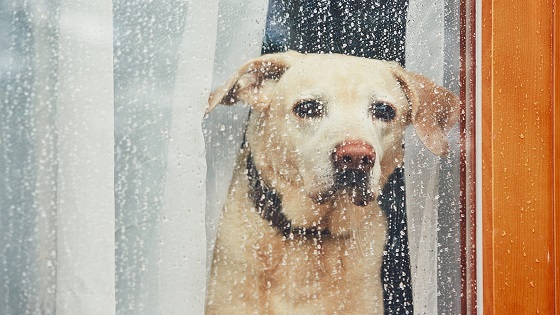 Rainy-Day Activities for Your Dogs 9 1 dog care