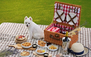 Pack a Picnic Every Pup & Pet Parent Will Love Peak Galleria2 dog class, Dog blogs, dog care
