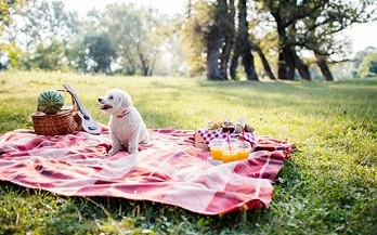 Pack a Picnic Every Pup & Pet Parent Will Love istockphoto 672940912 612x612 1 dog class, Dog blogs, dog care