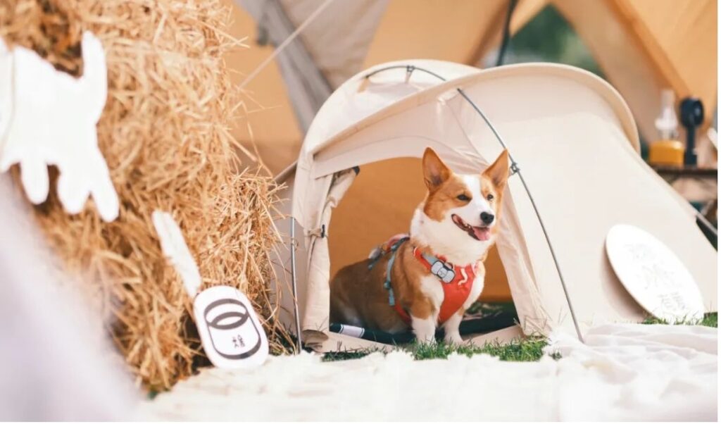 Pack a Picnic Every Pup & Pet Parent Will Love 图片1 2 dog class, Dog blogs, dog care