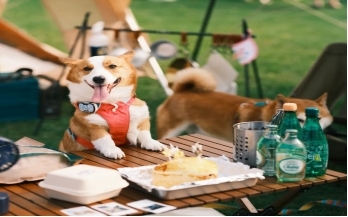 Pack a Picnic Every Pup & Pet Parent Will Love 图片3 dog class, Dog blogs, dog care