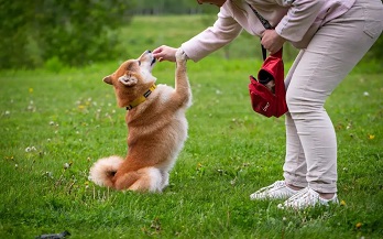 Pack a Picnic Every Pup & Pet Parent Will Love 图片5 dog class, Dog blogs, dog care