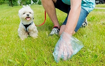 Pack a Picnic Every Pup & Pet Parent Will Love 图片8 dog class, Dog blogs, dog care