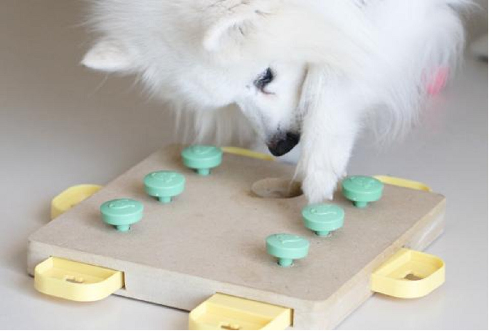 Indoor Enrichment Tips for Your Dog 1 dog class