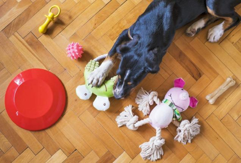 Indoor Enrichment Tips for Your Dog 图片3 dog class