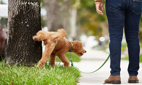 Housetraining a Dog that Refuses to Potty Outside 01 dog class, Classroom, dog training