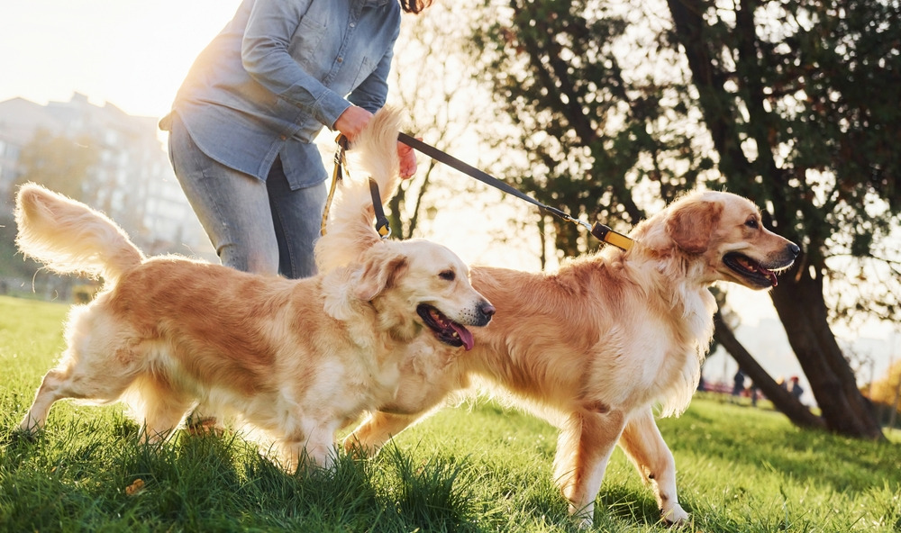 Different Dog Walks to Keep Exercise Interesting 10 Classroom