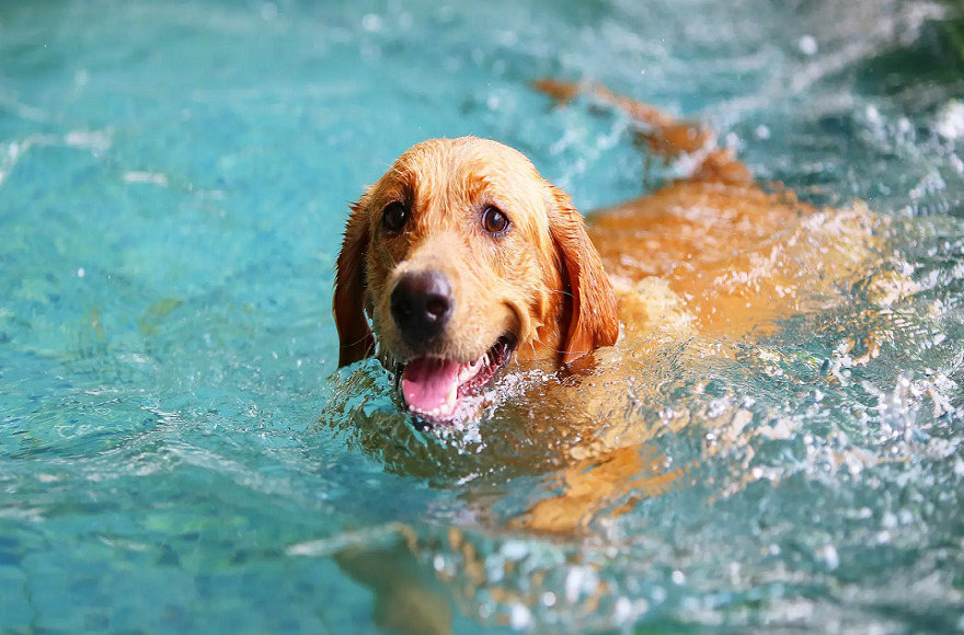 Keep Your Dog Fit with These Fun Exercises 2 1 dog class, dog wellness