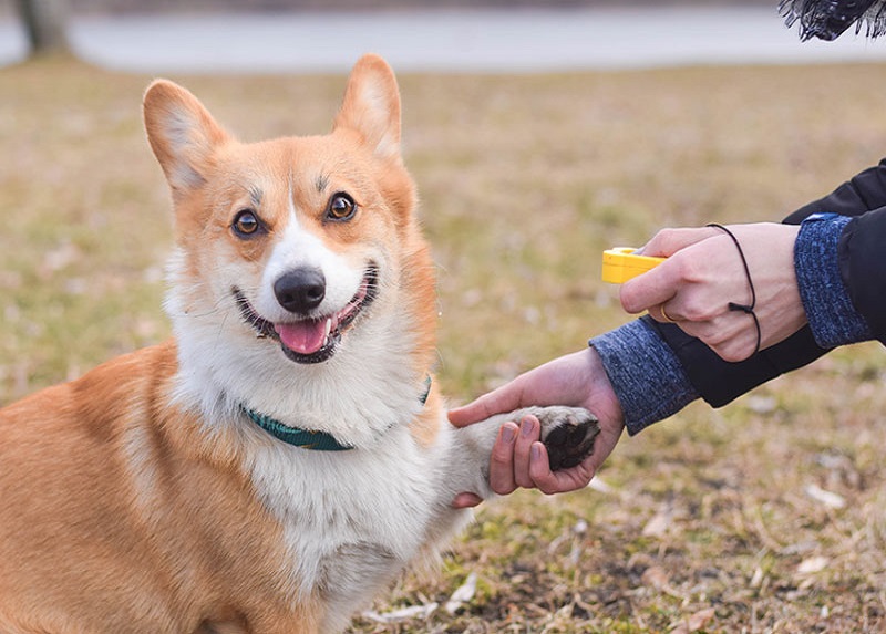 Tips for Successfully Training Your New Puppy 2 Classroom, dog class, dog training