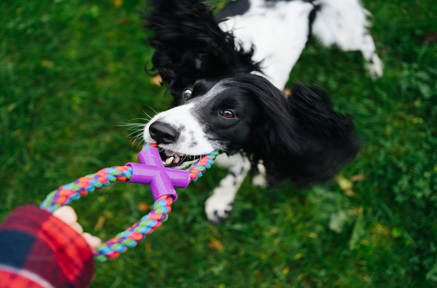 Keep Your Dog Fit with These Fun Exercises 5 2 dog class, dog wellness