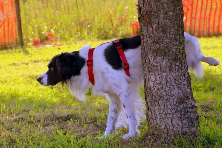 Housetraining a Dog that Refuses to Potty Outside 5 3 dog class, Classroom, dog training