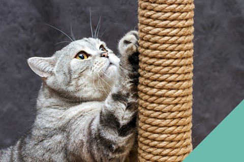 How to Choose the Right Cat Scratching Post 图片1 2 cat wellness