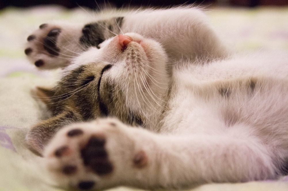 Understanding Why Cats Sleep So Much 图片1 5 cat class, cat wellness, Classroom