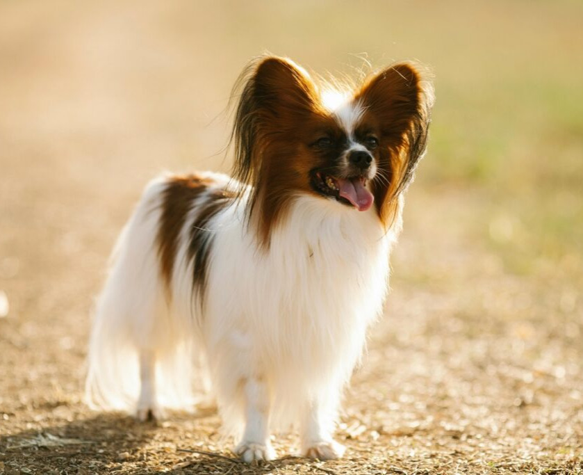 Capturing Canine Charm：Tips for Getting the Perfect Photo of Your Dog 图片10 Classroom, dog class, dog training