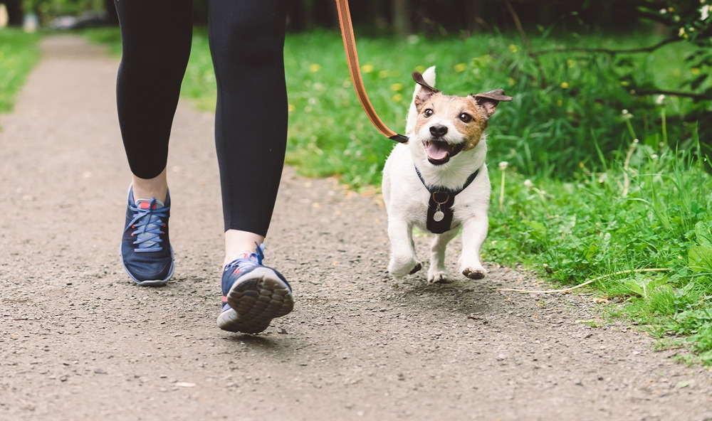 Different Dog Walks to Keep Exercise Interesting 图片11 1 Classroom, dog care, dog class