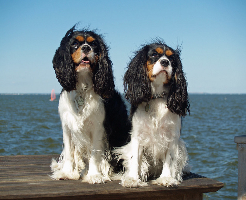 Capturing Canine Charm：Tips for Getting the Perfect Photo of Your Dog 图片11 Classroom, dog class, dog training