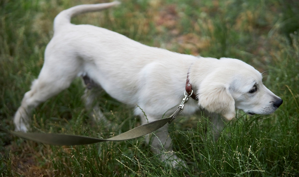 Different Dog Walks to Keep Exercise Interesting 图片12 Classroom, dog care, dog class