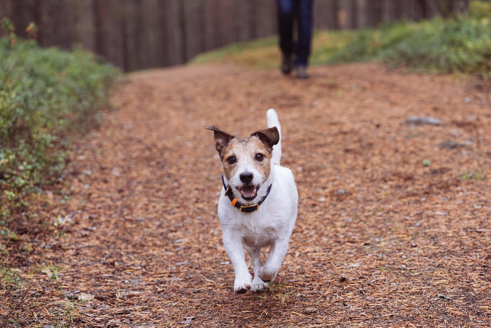 Different Dog Walks to Keep Exercise Interesting 图片13 Classroom, dog care, dog class