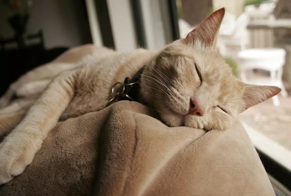 Understanding Why Cats Sleep So Much 图片2 1 cat wellness