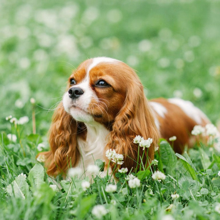 Capturing Canine Charm：Tips for Getting the Perfect Photo of Your Dog 图片2 2 Classroom, dog class, dog training