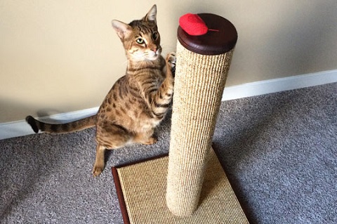 How to Choose the Right Cat Scratching Post 图片2 cat class, cat wellness