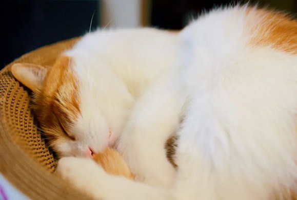 Understanding Why Cats Sleep So Much 图片3 cat class, cat wellness, Classroom