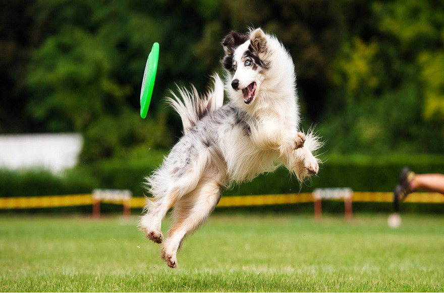 Keep Your Dog Fit with These Fun Exercises 图片4 2 dog class, dog wellness