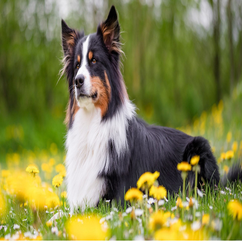 Capturing Canine Charm：Tips for Getting the Perfect Photo of Your Dog 图片7 Classroom, dog class, dog training