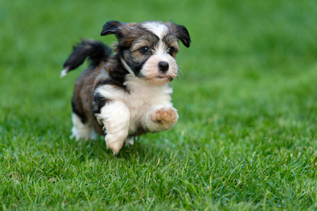 Capturing Canine Charm：Tips for Getting the Perfect Photo of Your Dog 图片8 Classroom, dog class, dog training