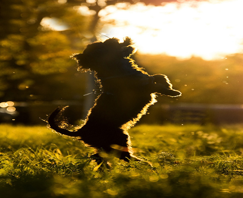 Capturing Canine Charm：Tips for Getting the Perfect Photo of Your Dog 图片9 Classroom, dog class, dog training