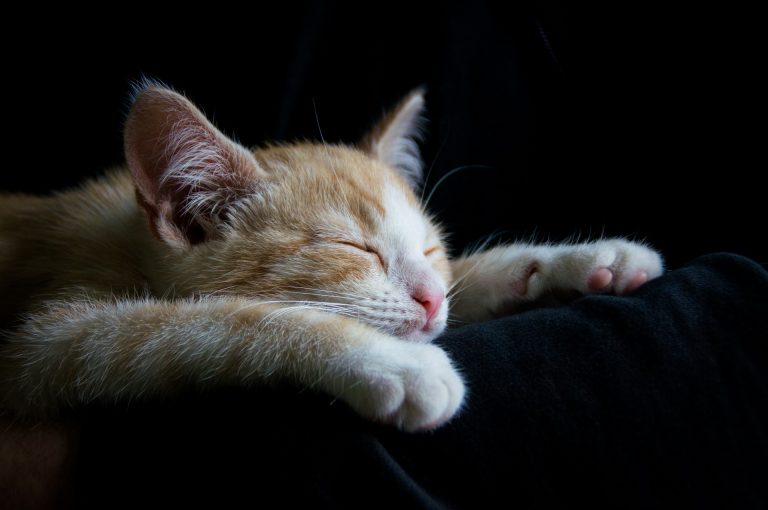 Do Cats Sleep at Night? Understanding Feline Sleep Patterns   1 3 Classroom, cat care, cat class