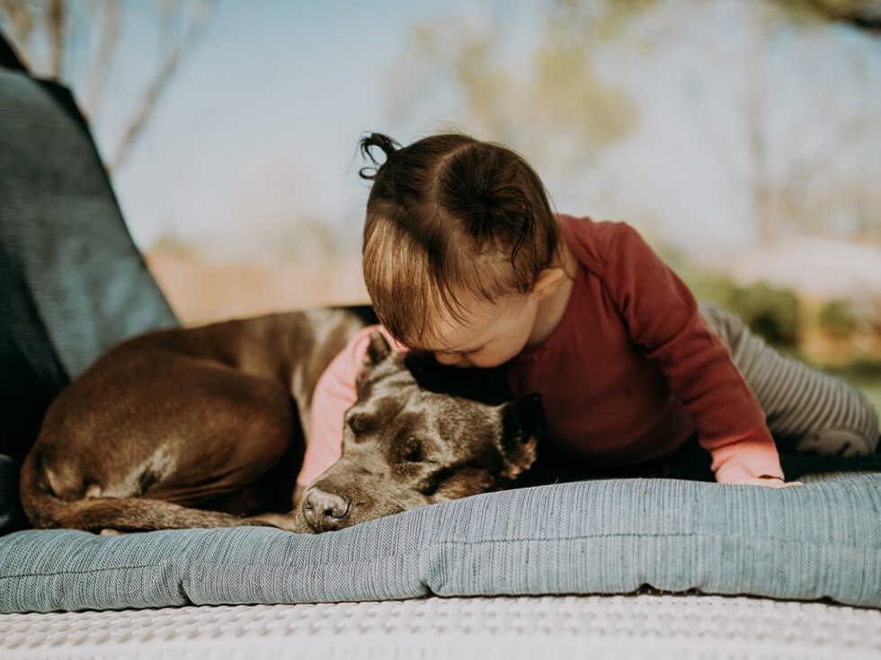 The Importance of Sleep for You and Your Pup 1 dog class, Classroom, dog wellness