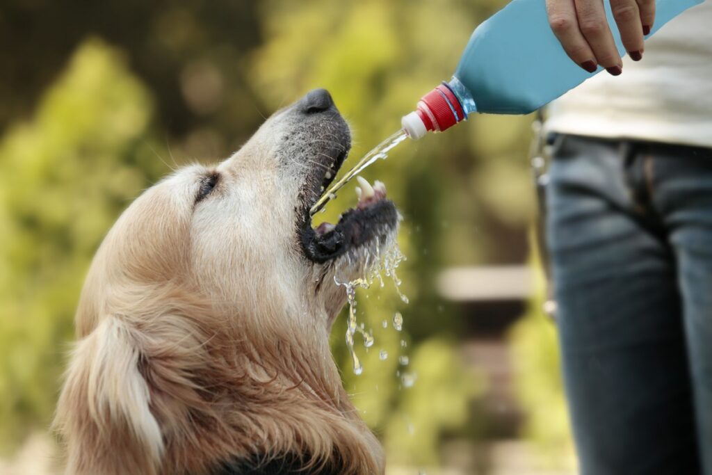 Sun and Water Safety for Your Dog 10 dog class, Classroom, dog care