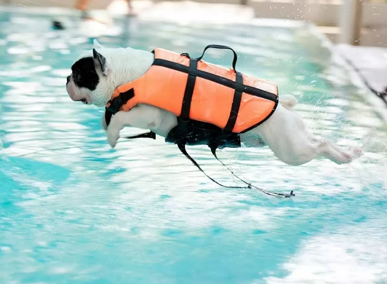 Sun and Water Safety for Your Dog 12 1 dog class, Classroom, dog care