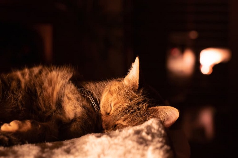 Do Cats Sleep at Night? Understanding Feline Sleep Patterns   2 1 cat class