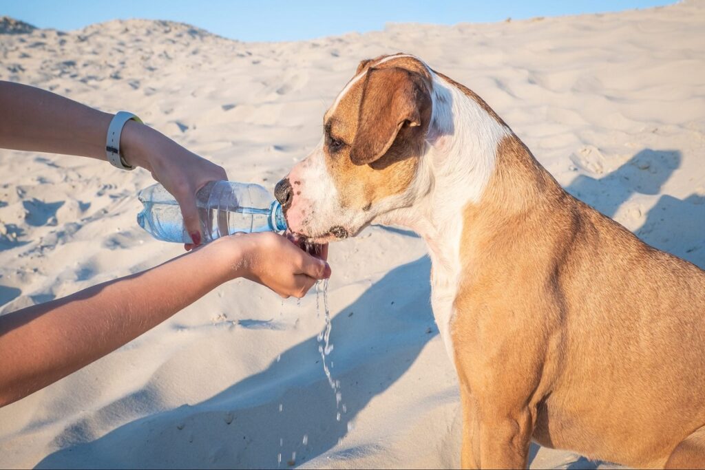 Sun and Water Safety for Your Dog 2 dog class, Classroom, dog care