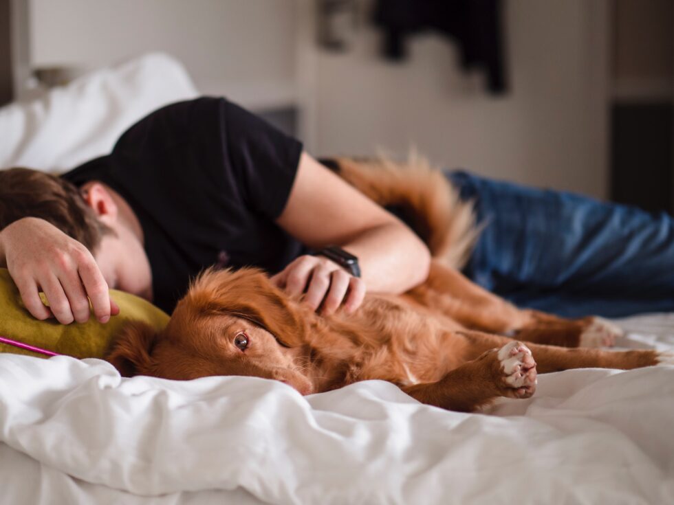 The Importance of Sleep for You and Your Pup 2 dog class, Classroom, dog wellness